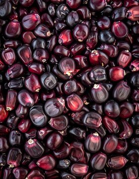 A close-up view of shiny, dark red and purple corn kernels