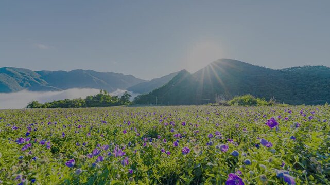 안동 도라지꽃밭 아침 HDR 타임랩스, 여름 햇살과 보라빛 꽃밭 산 풍경