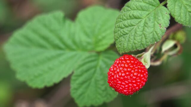 Bright red raspberry hanging on a branch with green leaves in close-up detail