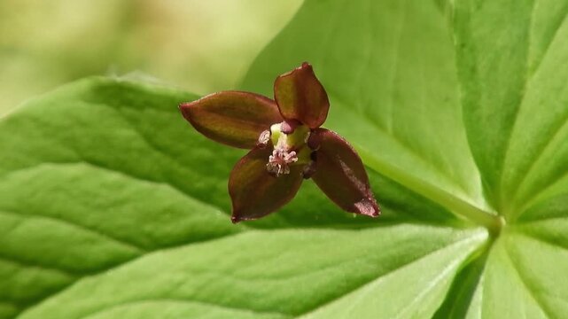 【4K】希少な植物変異：4枚葉と4花弁を持つエンレイソウ。早春の深山に咲く珍しい延齢草の風景素材　[4K] Rare Mutation: Trillium smallii with 4 Leaves and 4 Petals, Unique Discovery on Forest Floor, Japan 撮影日：20260430-3