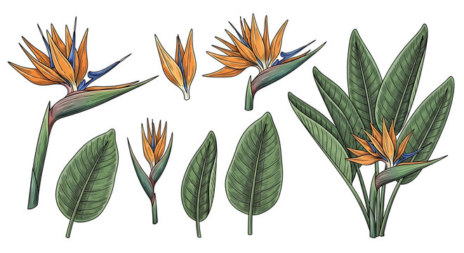Collection of bird of paradise flowers and tropical leaves, botanical illustration, vibrant orange and green, decorative elements for design