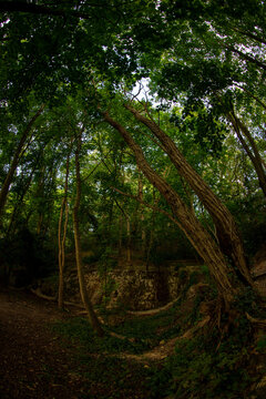Details of trees in a forest in summertime  - Chevreuse - Ile-de-France - France