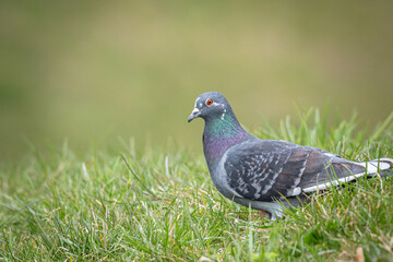 Fototapeta premium pigeon on grass