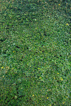 Trimmed tree foliage - Foret de la Madeleine - Chevreuse- Ile-de-France - France