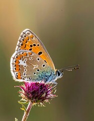 Fototapeta premium A butterfly on a thistle