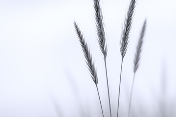 Fototapeta premium Close up Macro Shot of Delicate Wheat Stalks Silhouetted Against a Soft, Bright, Airy White Background