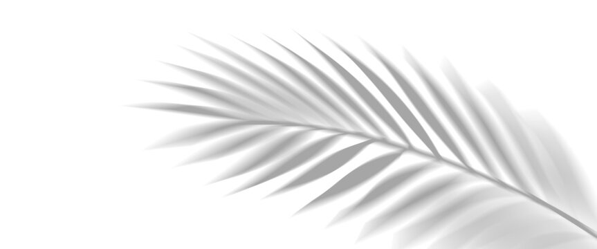 Overlay shadow effect of realistic tropical palm leaves on transparent background. Black and white coconut leaf blur shadow overlay summer decorative element design. Vector illustration.