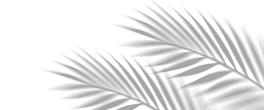 Overlay shadow effect of realistic tropical palm leaves on transparent background. Black and white coconut leaf blur shadow overlay summer decorative element design. Vector illustration.