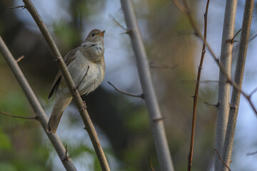 Obraz premium Trust nightingale perched on the branch 