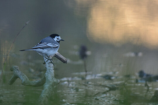 White wagtail on the lake