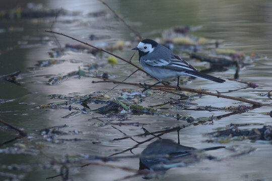 white wagtail on the river
