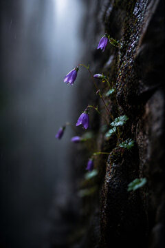 Delicate Purple Flowers Growing on Wet Stone Wall &ndash; Moody Rain Nature Scene