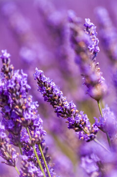 Landscape shot showing wavy lavender fields in the French Provence.