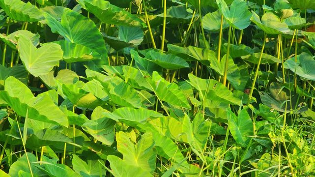 Pond, taro plant, in the garden, nature.