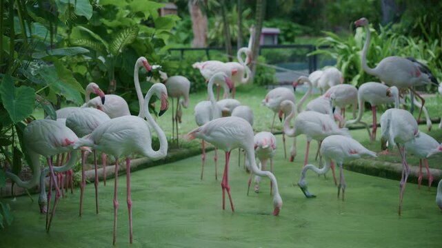 4K 	Group of white and pink flamingos in a zoo or safari park with tropical plants