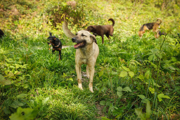 Two stray dogs of different colors standing together in lush green forest clearing among grass and wild plants © seregraff