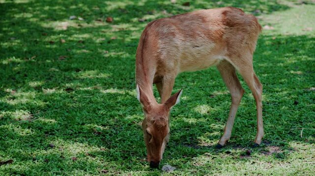 Wild deer grazing in a natural park environment.