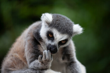 Obraz premium A portrait of a lemur against a green background, close‑up