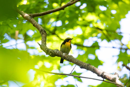 Close-up of a Narcissus flycatcher (Ficedula narcissina) perched on a tree branch