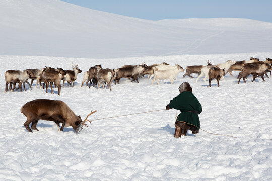 Reindeer herders catching deer