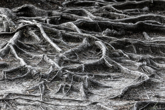 Tree roots close up. Monochrome