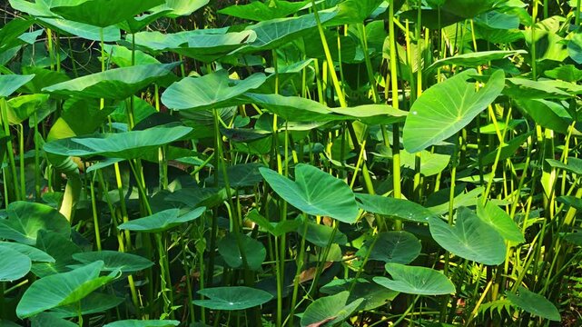 Pond, taro plant, in the garden, nature.