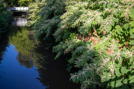 Japanese knotweed in flower over a river - Reynoutria japonica - Fallopia japonica - Polygonum cuspidatum