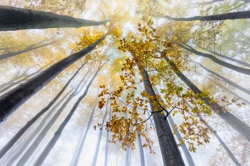 Foggy forest with autumn leaves and tall trees © Tom Pavlasek