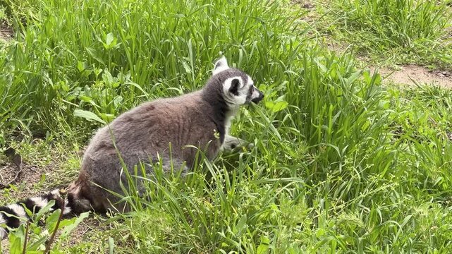 Ring-tailed lemurs (Lemur catta) eat green grass in a park.