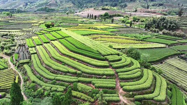 Aerial view of terraced tea plantations in Pu'er Yunnan with lush green rows and rolling hills