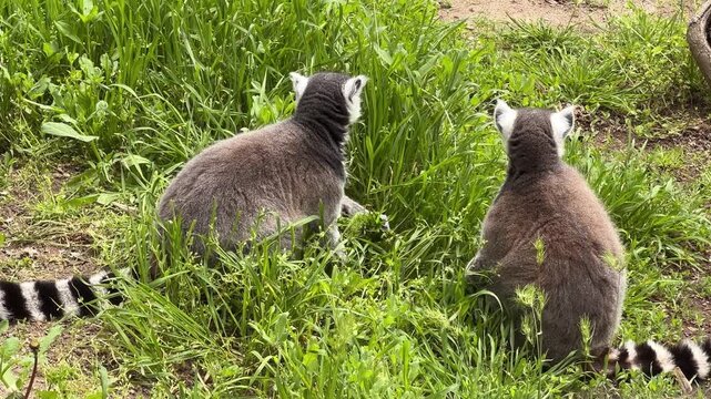 Ring-tailed lemurs (Lemur catta) eat green grass in a park.
