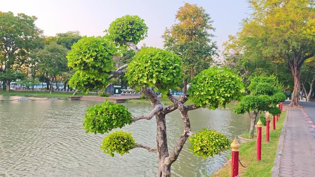 Bonsai trees, in the garden.