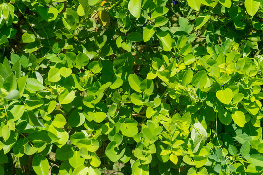 A shrub with bright green foliage, a species in the Fabaceae (pea) family. This plant has numerous small, oval-shaped, green leaves.