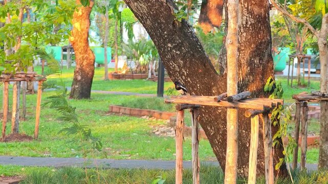 House magpie, in the garden, nature.