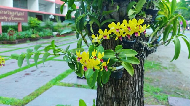 Dendrobium orchid, yellow flower.