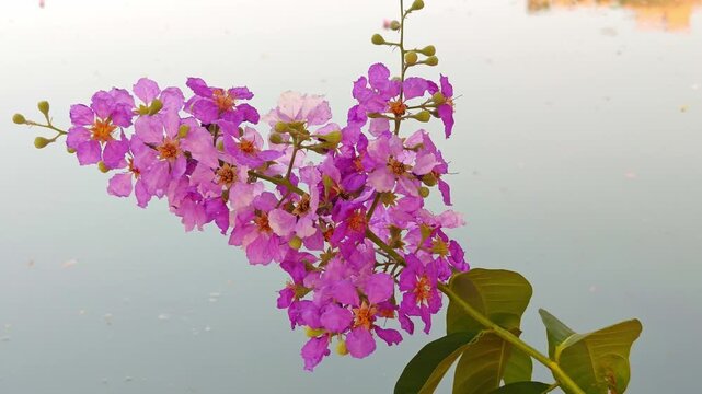 Lagerstroemia indica, pink flowers, in the garden, nature.