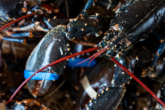 Homards bleus europ&eacute;ens fra&icirc;chement p&ecirc;ch&eacute;s reposant sur de la paille avec leurs carapaces sombres et brillantes pour un &eacute;tal de march&eacute; haut de gamme.