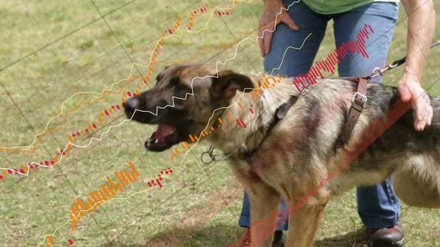 Senior woman bracing leash in yard while dog lunging keeping grip for training waveform over legs