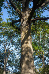 Fototapeta premium Forest