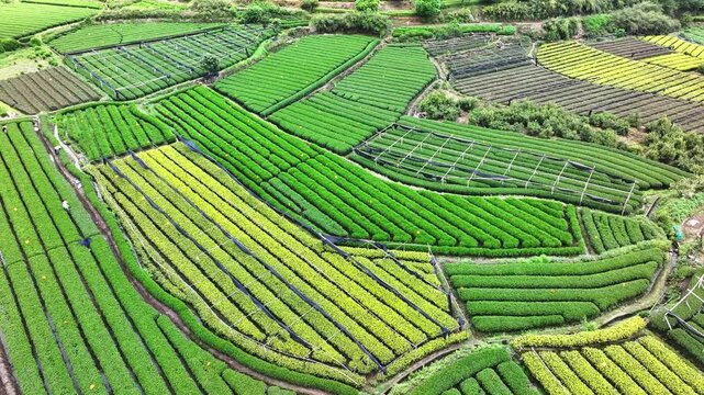 Aerial view of terraced tea plantations with vibrant green and yellow rows in mountainous rural landscape