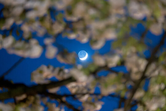 Moonlit Night in Cherry presented in a natural scene in an outdoor setting, in a natural environment, under night light, with a natural mood, suitable for wildlife, conservation.