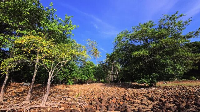 Rocky forest shoreline with exposed roots and tropical vegetation