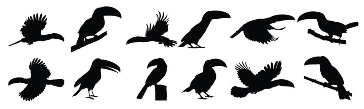 Set of animal bird toucan silhouettes set