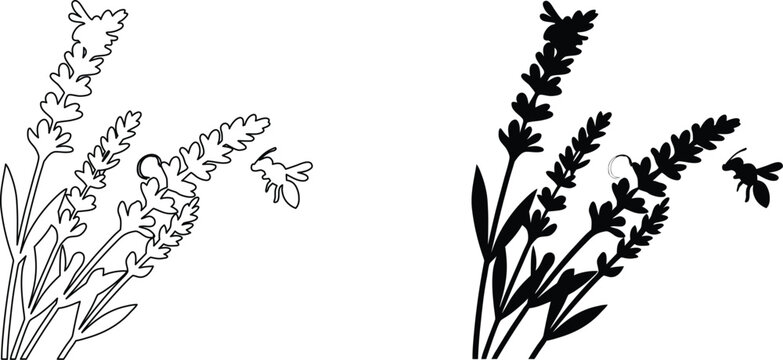 Black silhouette and outline drawing lavender flower with bee on transparent background.