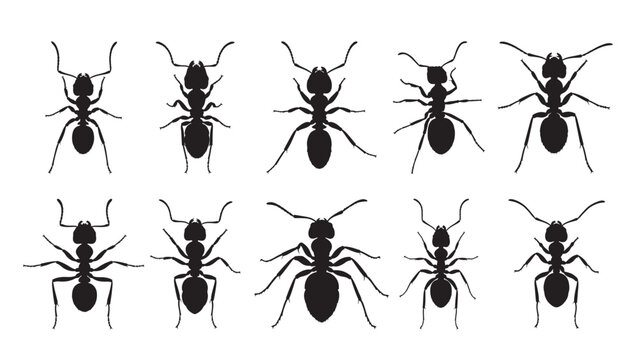 ants silhouette white background vector illustration
