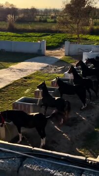 Beautiful Horses Lined Up for Feeding at a Traditional Equestrian Farm.