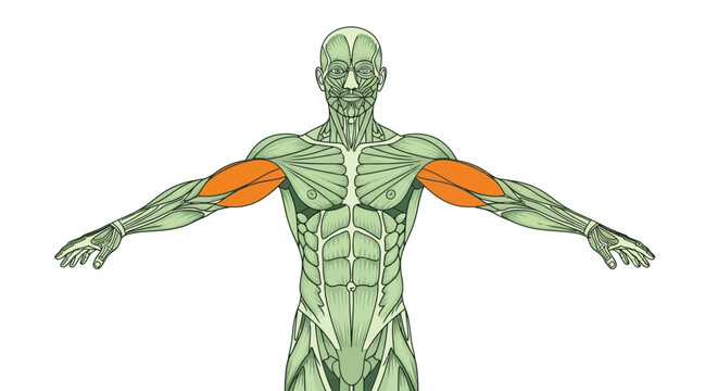 Anatomical illustration depicting the human muscular system specifically highlighting the deltoid muscles high quality professional