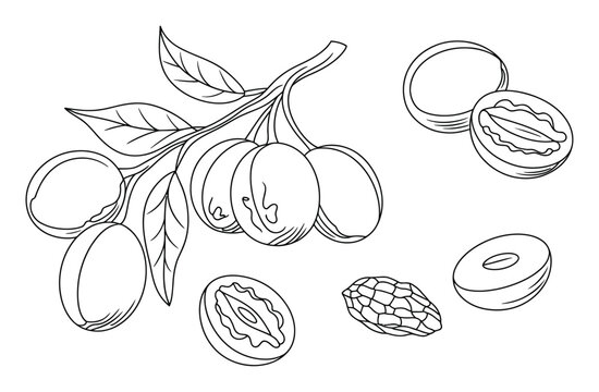 Line of Olives on a Branch and Scattered