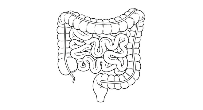 Detailed anatomical illustration of the human large intestine showcasing its complex and convoluted structure