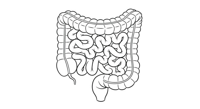 Detailed illustration of the human large intestine showcasing its complex coiled structure and anatomical features